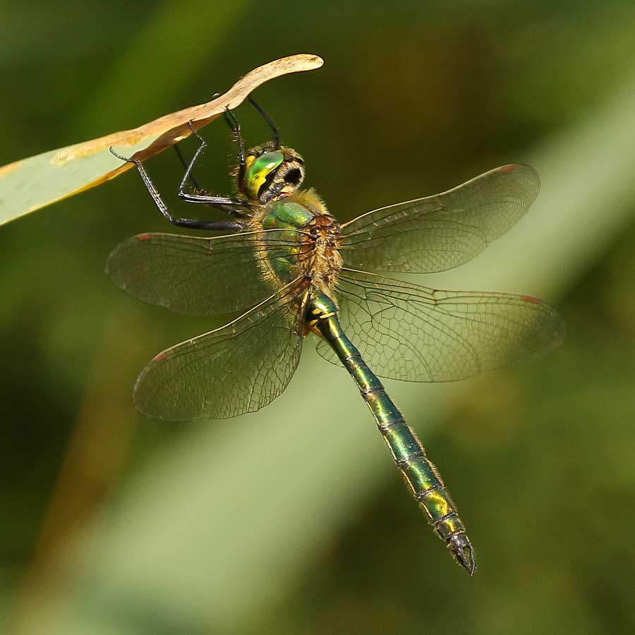 Somatochlora_metallica